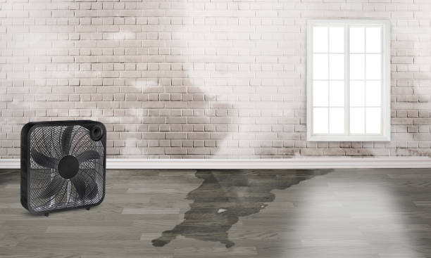 Best Basement water damage restoration  in Lake Delton, WI